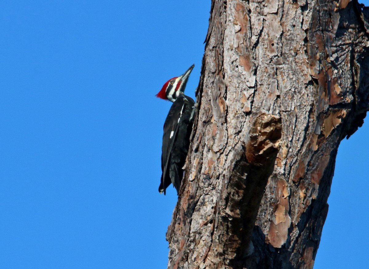 Pileated Woodpecker - Louis Sharp
