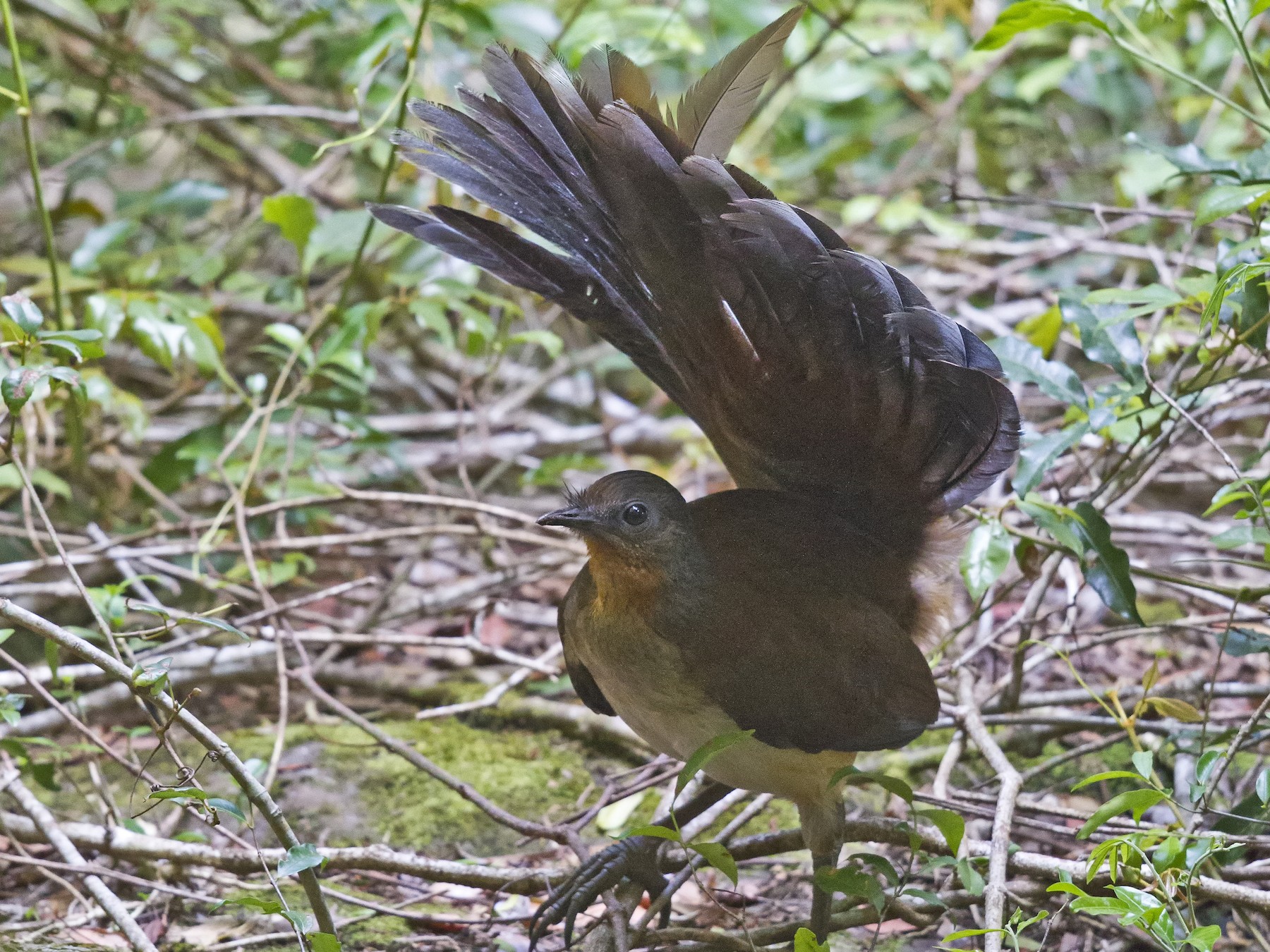 Albert's Lyrebird - Mat Gilfedder