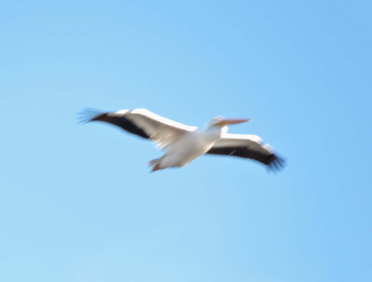 American White Pelican - Ric Pedler