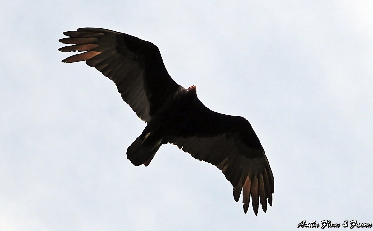 Turkey Vulture - Ross Wauben