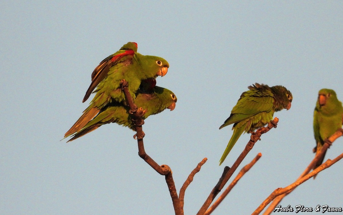 Hispaniolan Parakeet - Ross Wauben