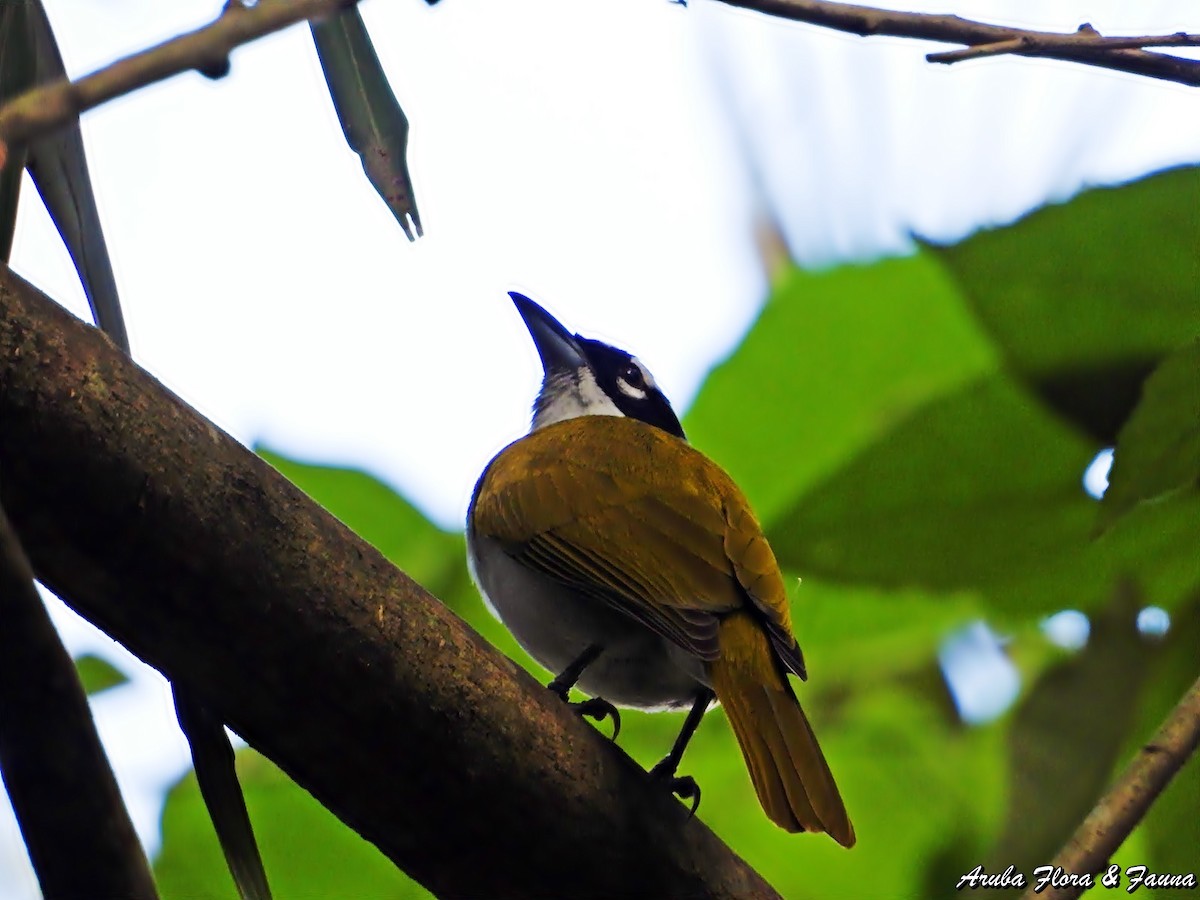 Black-crowned Palm-Tanager - ML123499851