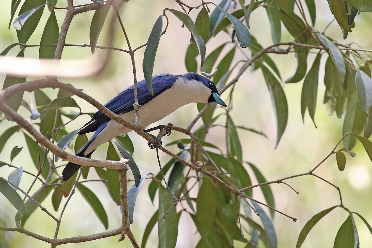 Madagascar Blue Vanga - Charley Hesse TROPICAL BIRDING