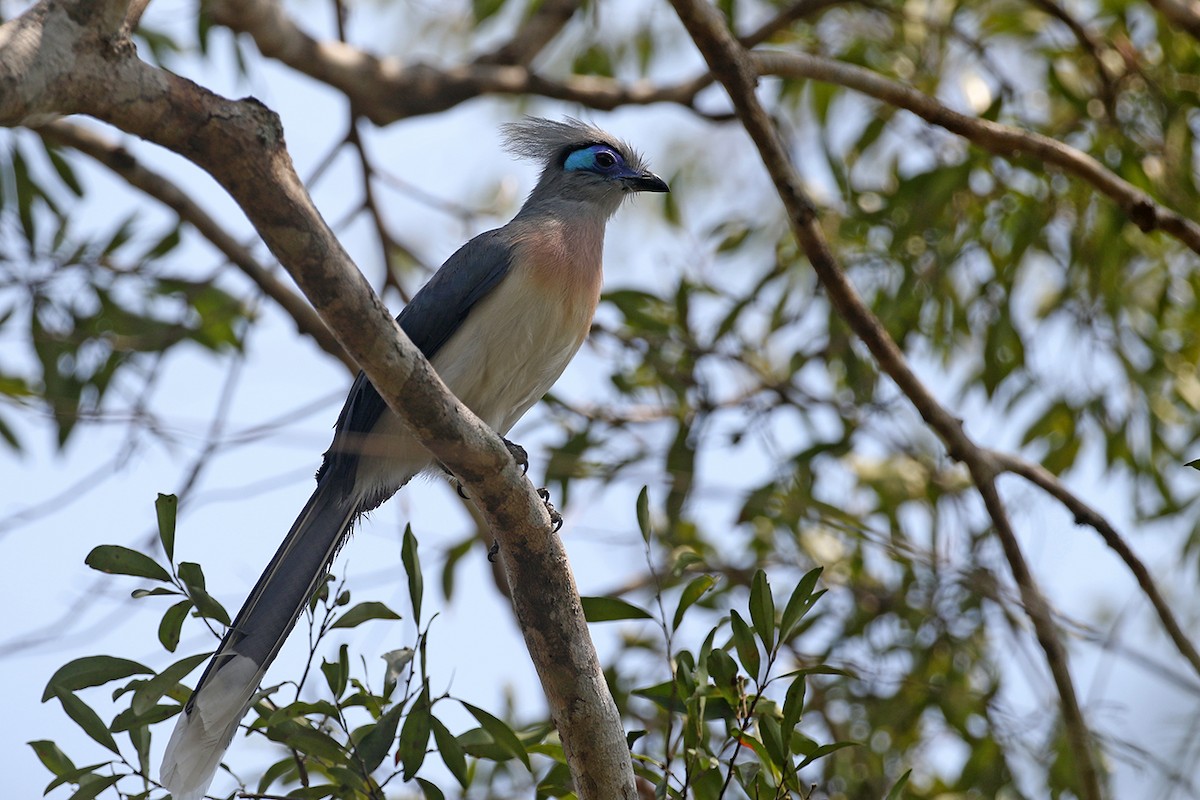 Crested Coua - Charley Hesse TROPICAL BIRDING