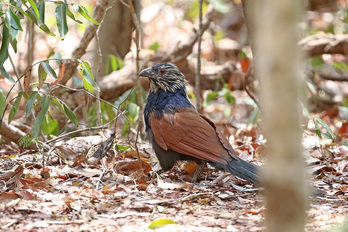 Malagasy Coucal - ML123500211