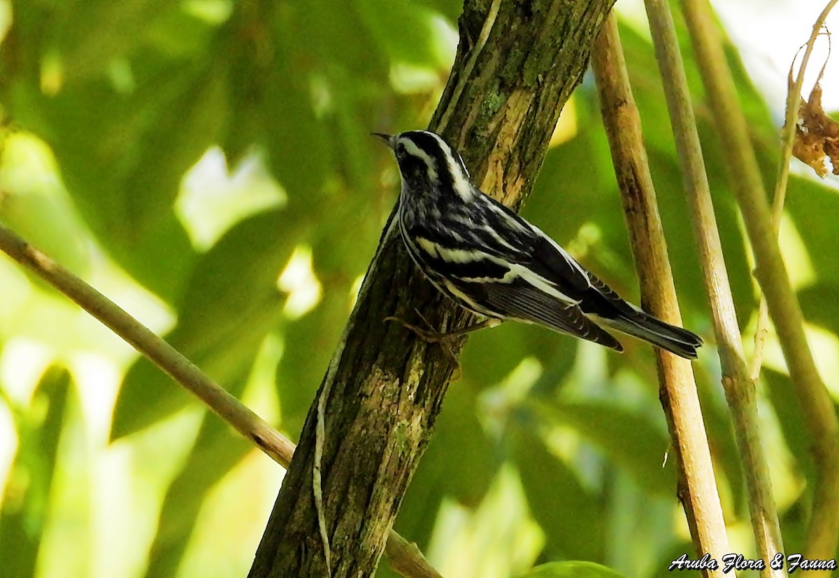 Black-and-white Warbler - ML123500631