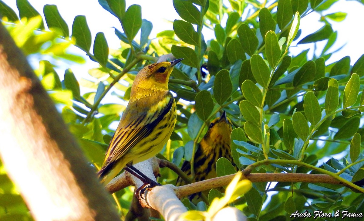 Cape May Warbler - ML123500691
