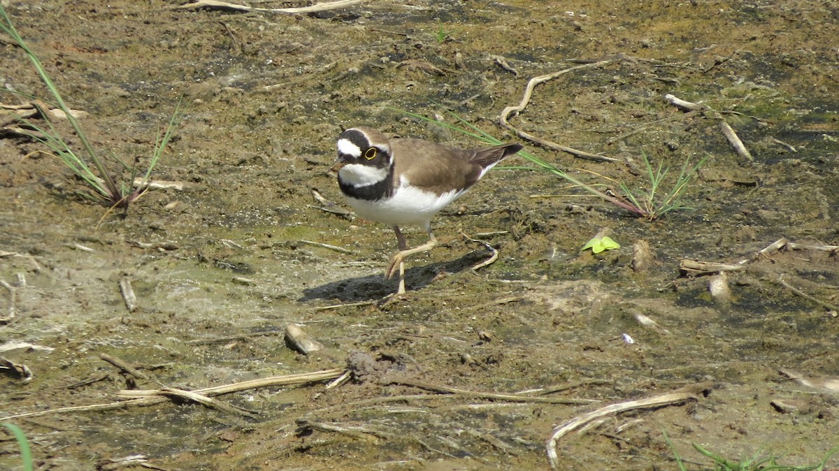 Little Ringed Plover - David and Ann Moffat