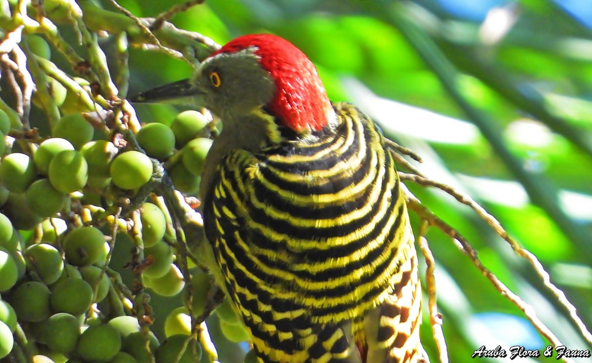 Hispaniolan Woodpecker - ML123506961