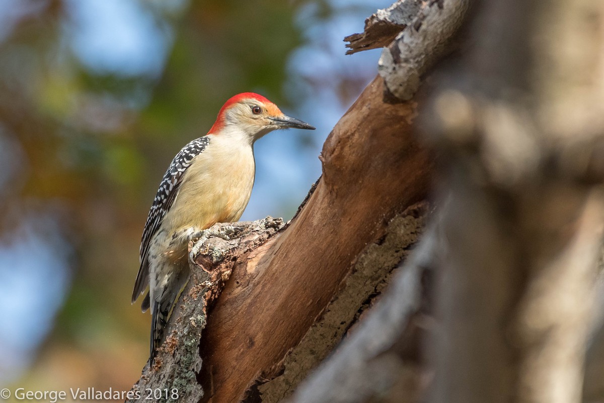 Red-bellied Woodpecker - George Valladares
