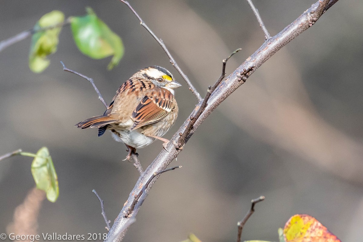 White-throated Sparrow - ML123507321