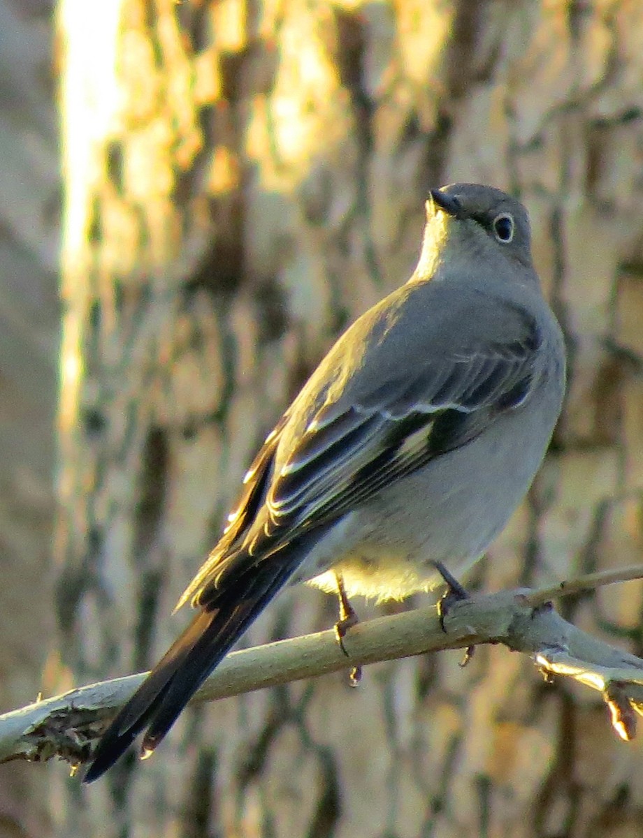 Townsend's Solitaire - ML123508041