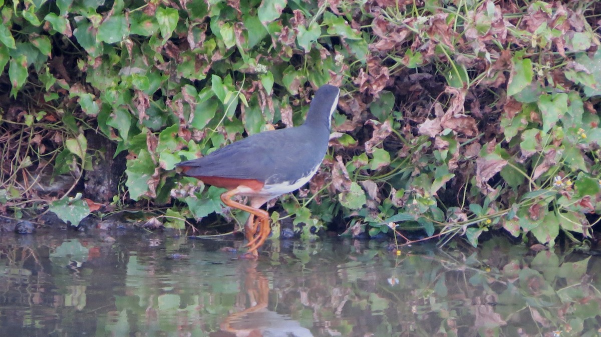 White-breasted Waterhen - David and Ann Moffat