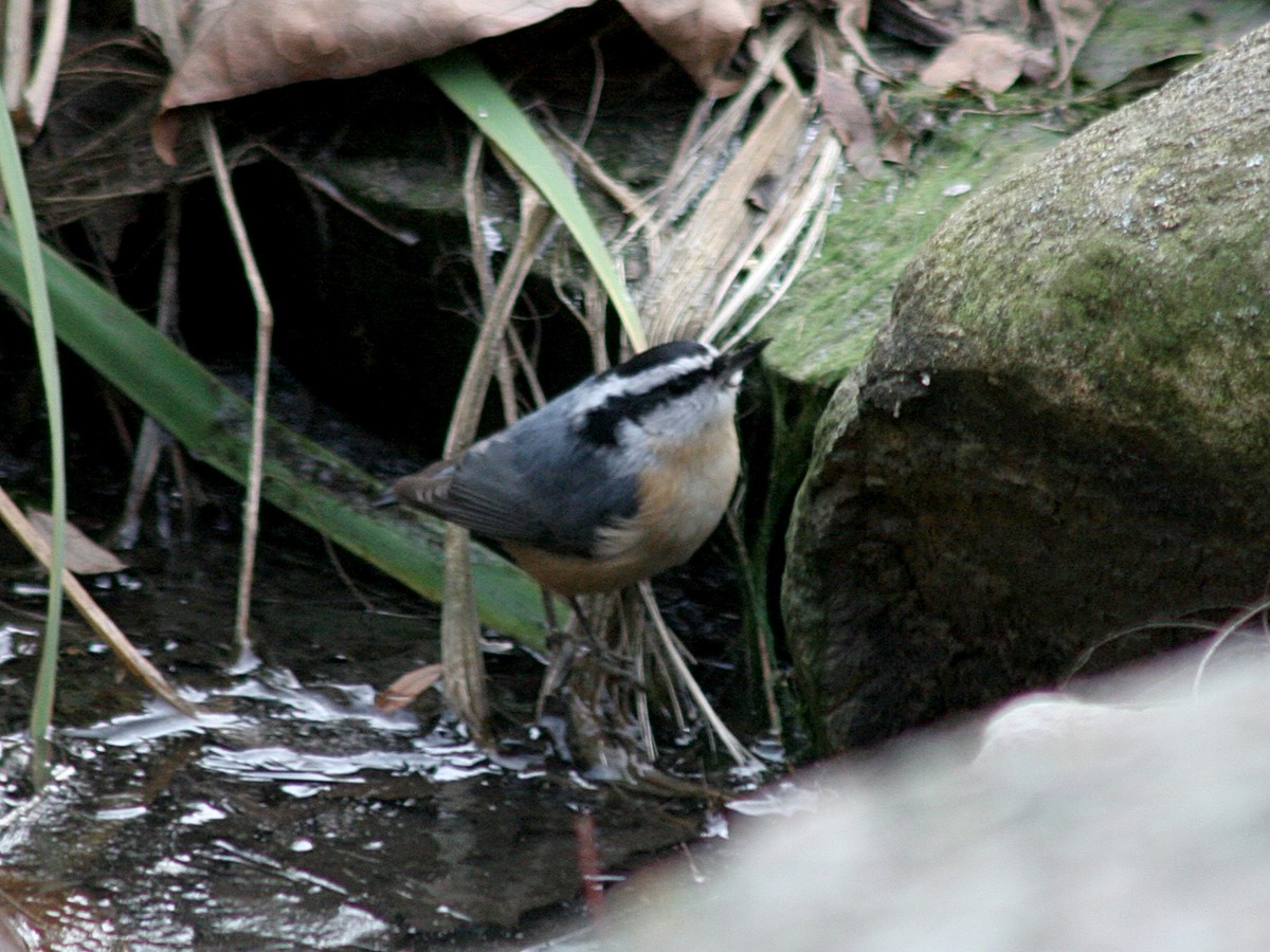 Red-breasted Nuthatch - ML123509521