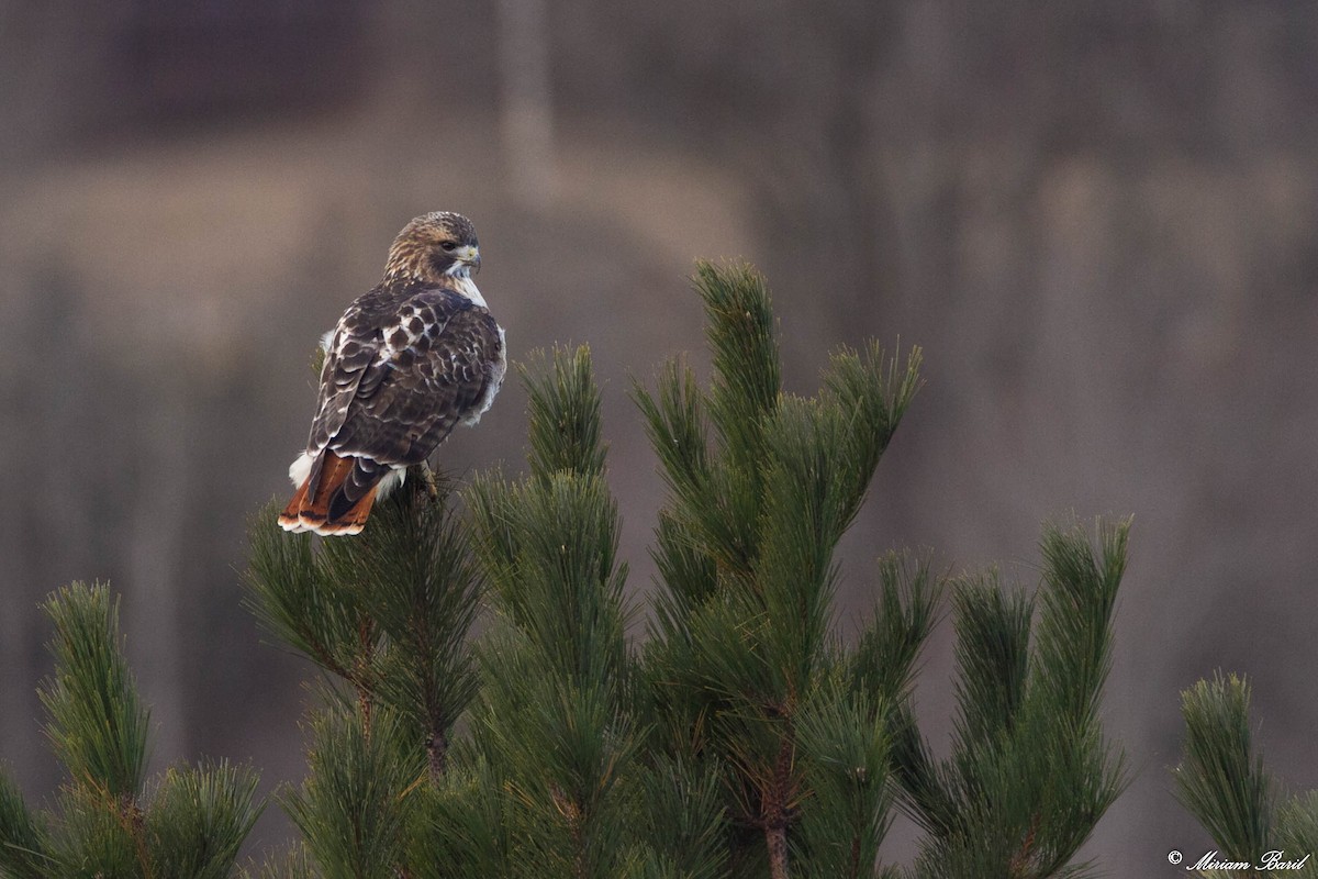 Red-tailed Hawk - ML123514361