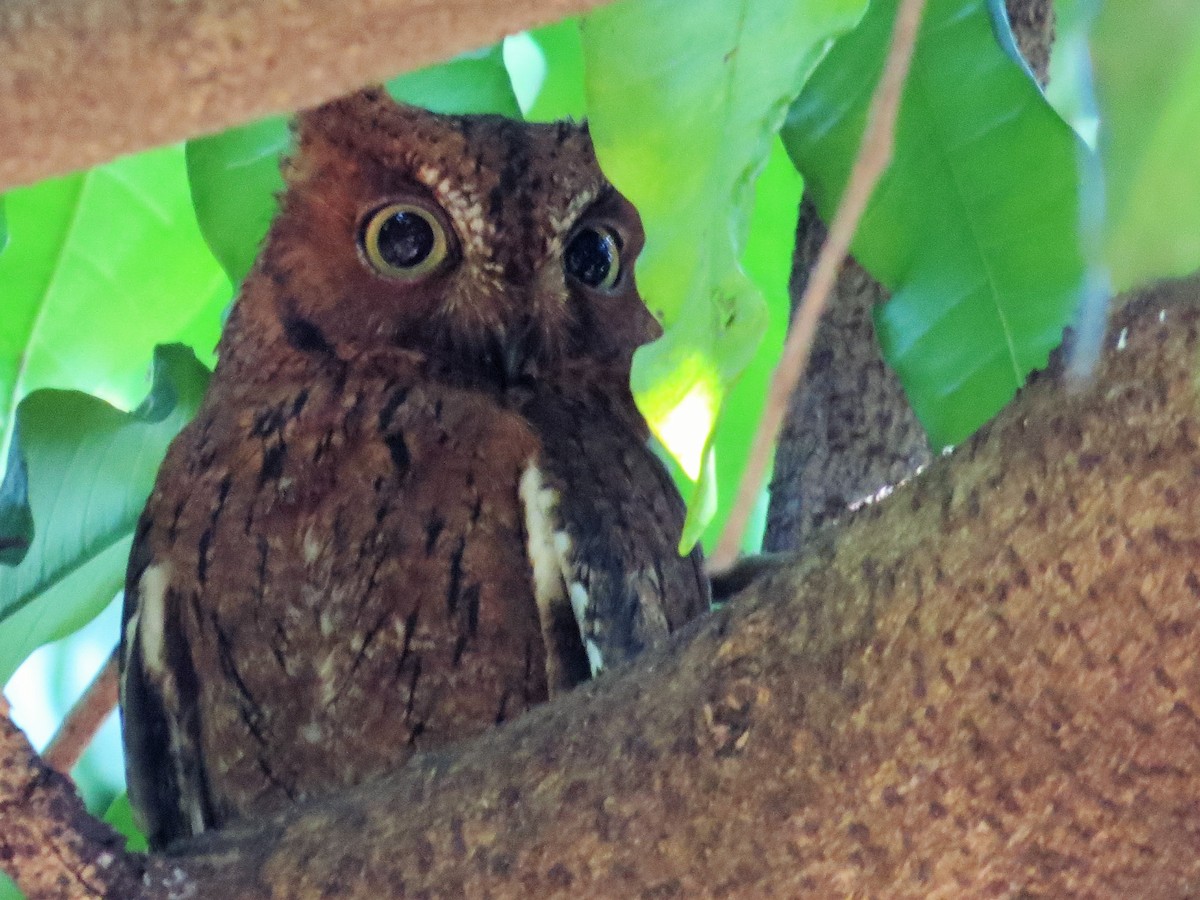 Madagascar Scops-Owl (Rainforest) - Todd Pepper