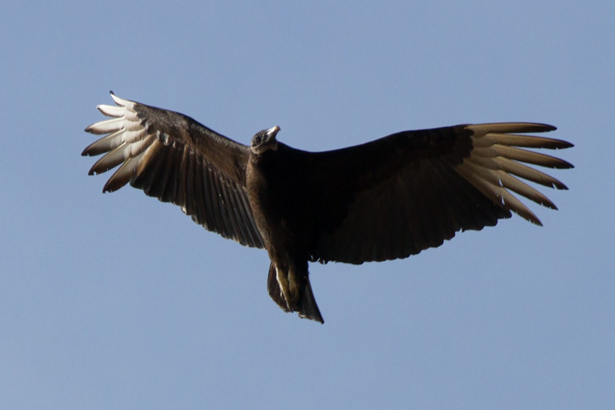 Black Vulture - Sue Barth