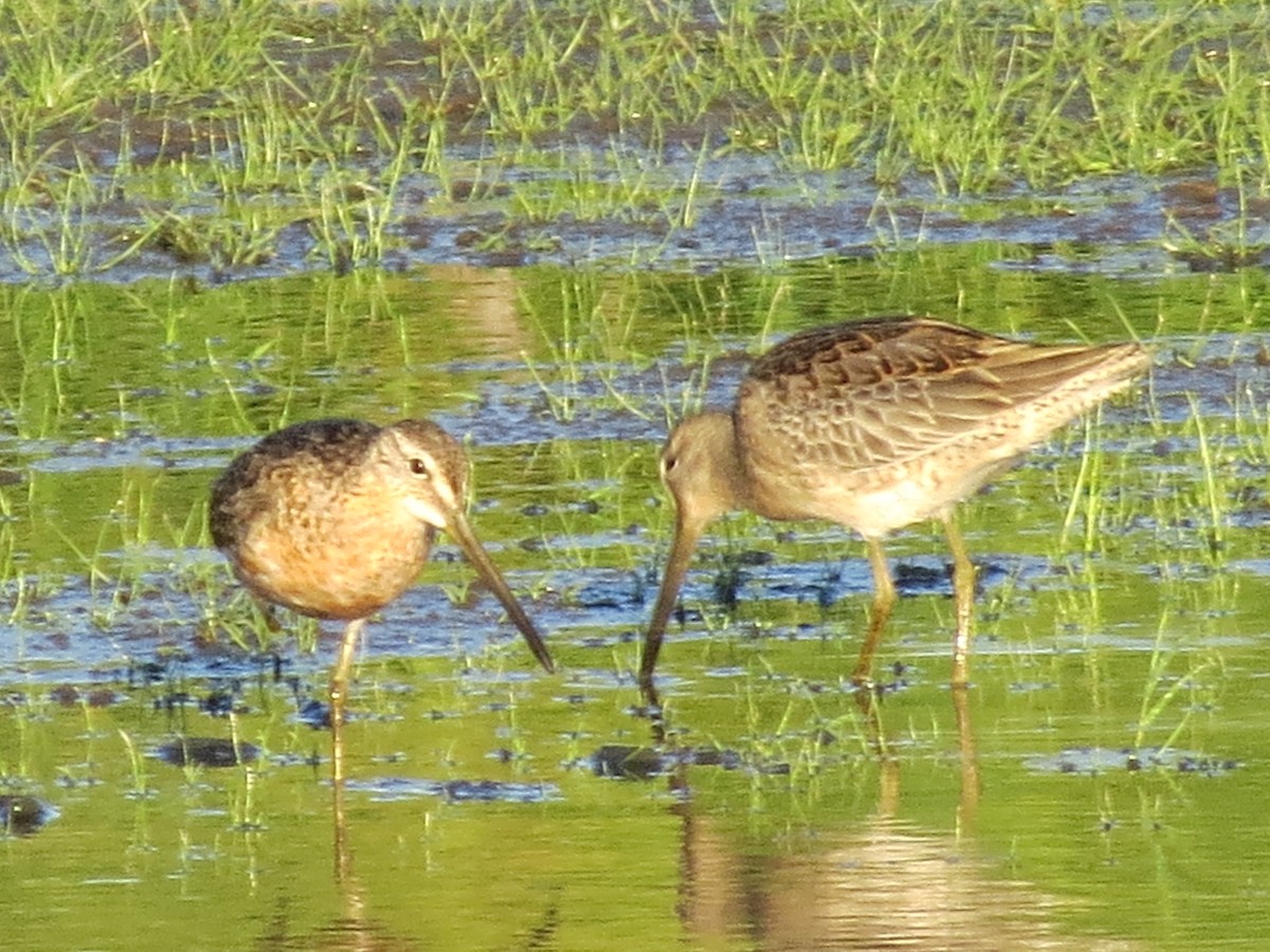 Long-billed Dowitcher - ML123518461