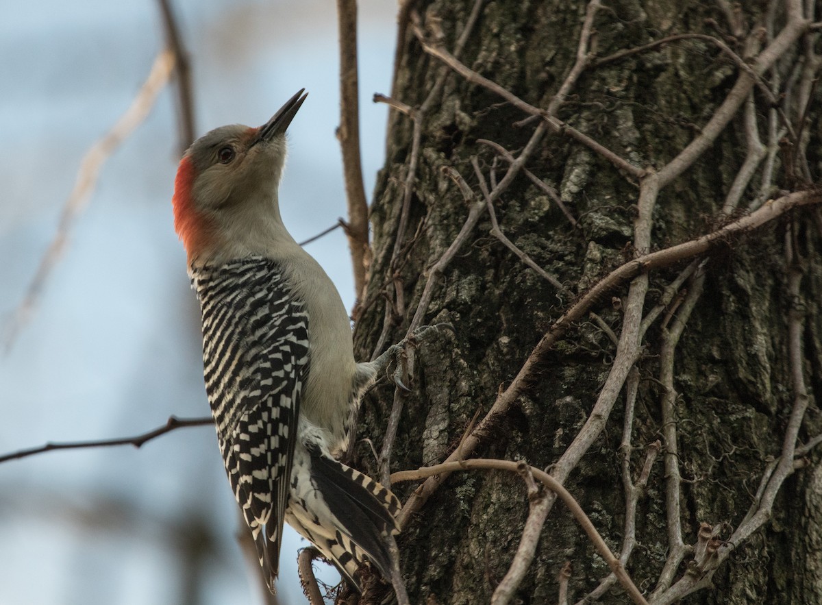 Red-bellied Woodpecker - Ian Hearn