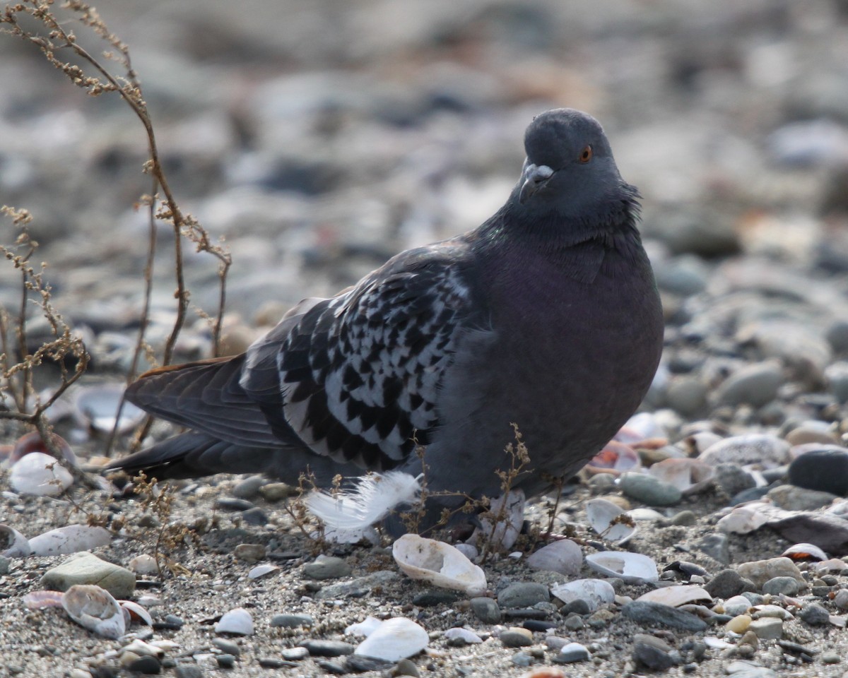 Rock Pigeon (Feral Pigeon) - Tom Younkin