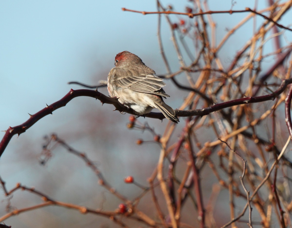 House Finch - Tom Younkin