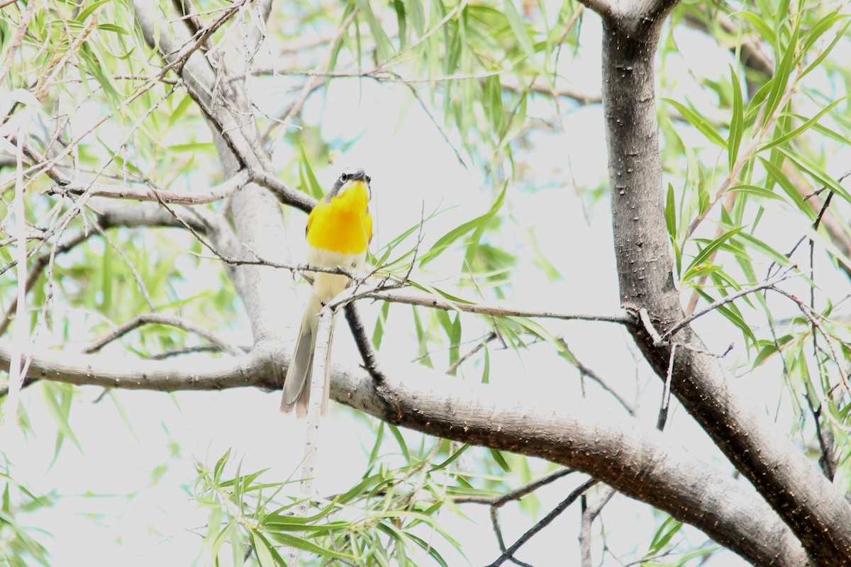 Yellow-breasted Chat - ML123525061
