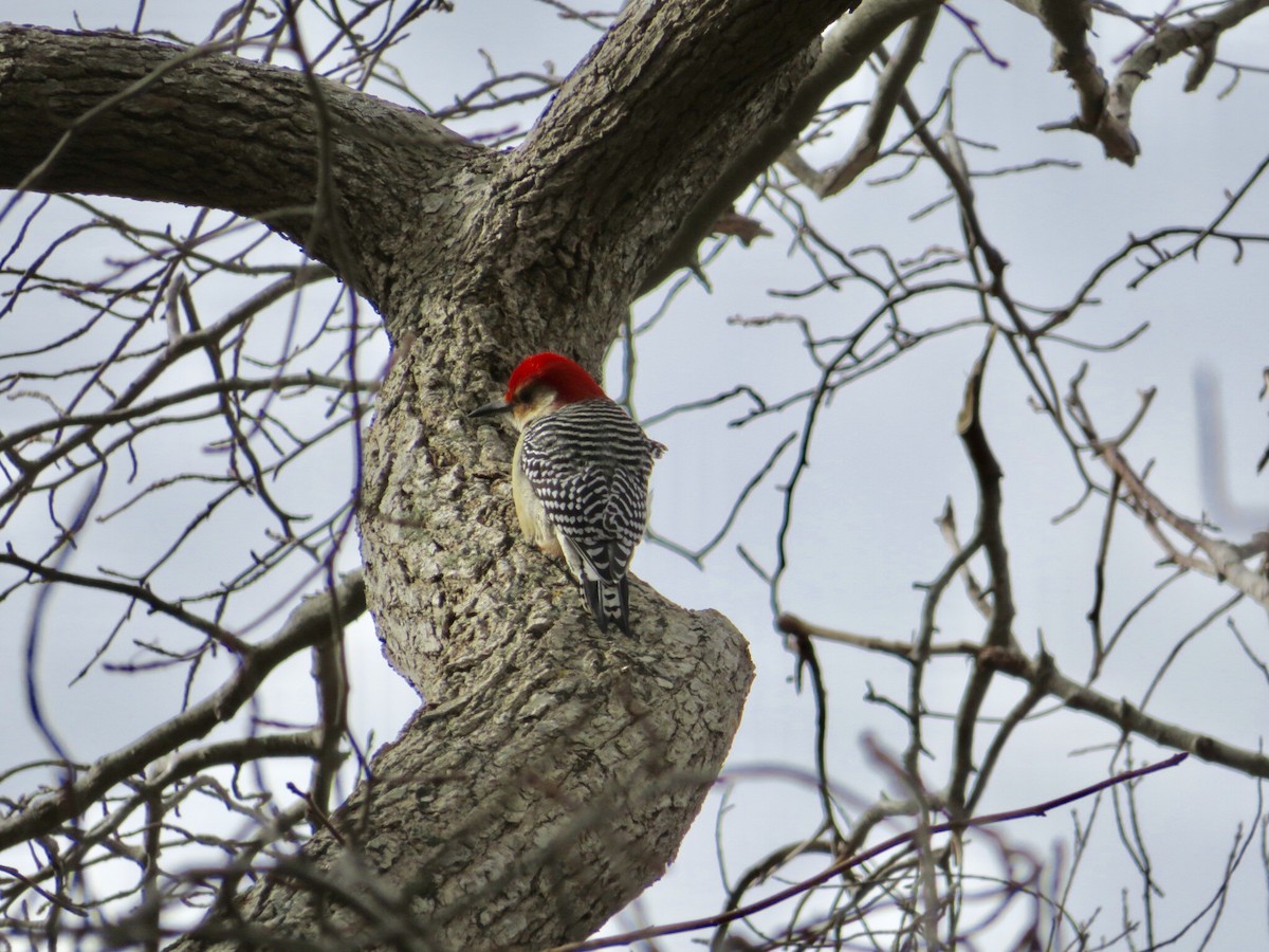 Red-bellied Woodpecker - Deb Caron