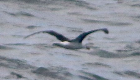 Black-browed Albatross - Stephen Dunstan