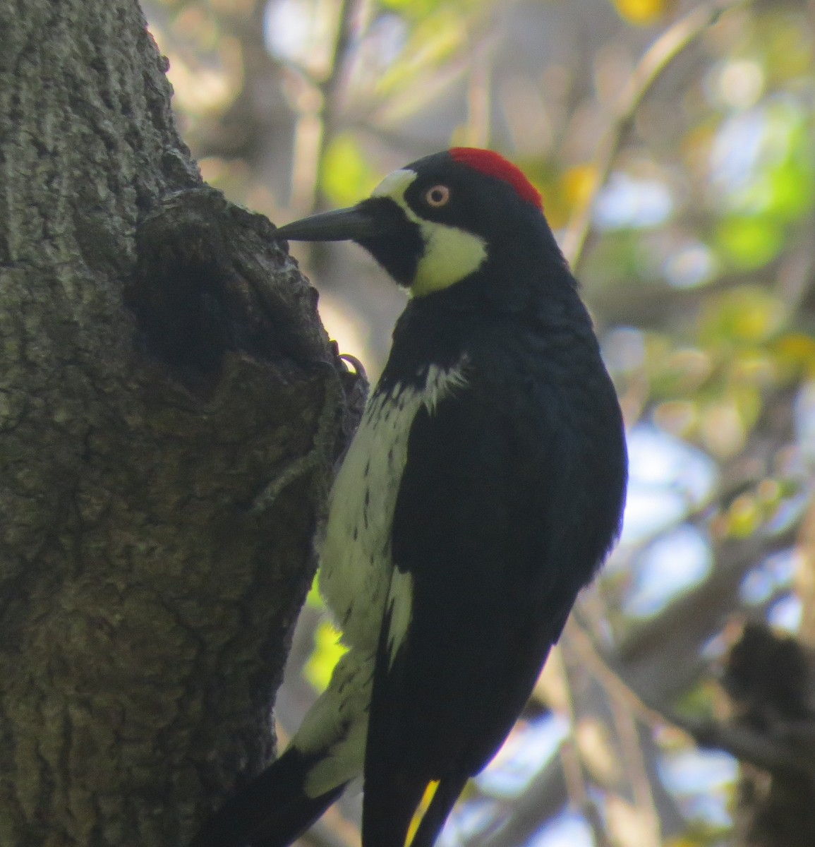 Acorn Woodpecker - Mike Coulson