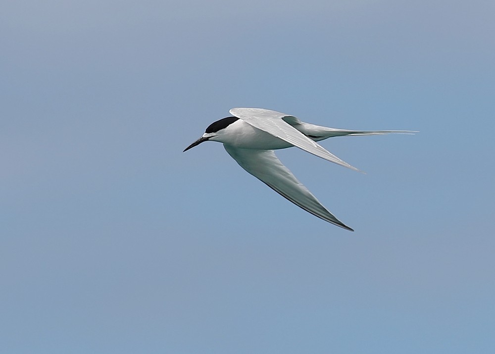 White-fronted Tern - Graeme Risdon