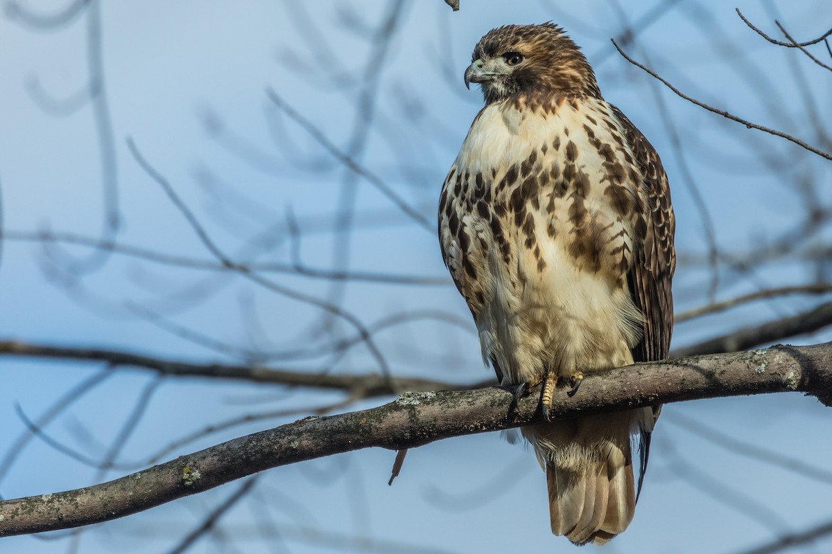 Red-tailed Hawk - ML123539181