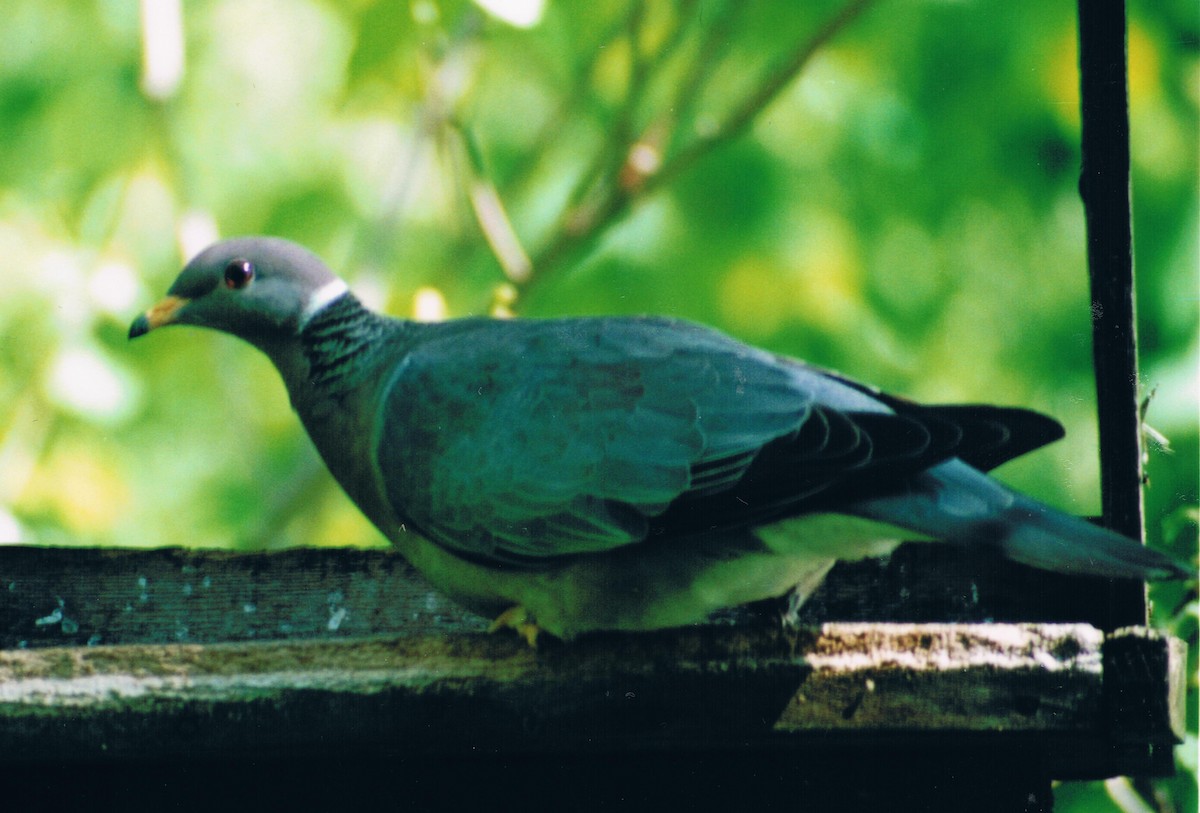 Band-tailed Pigeon - Jonathan Fréchette