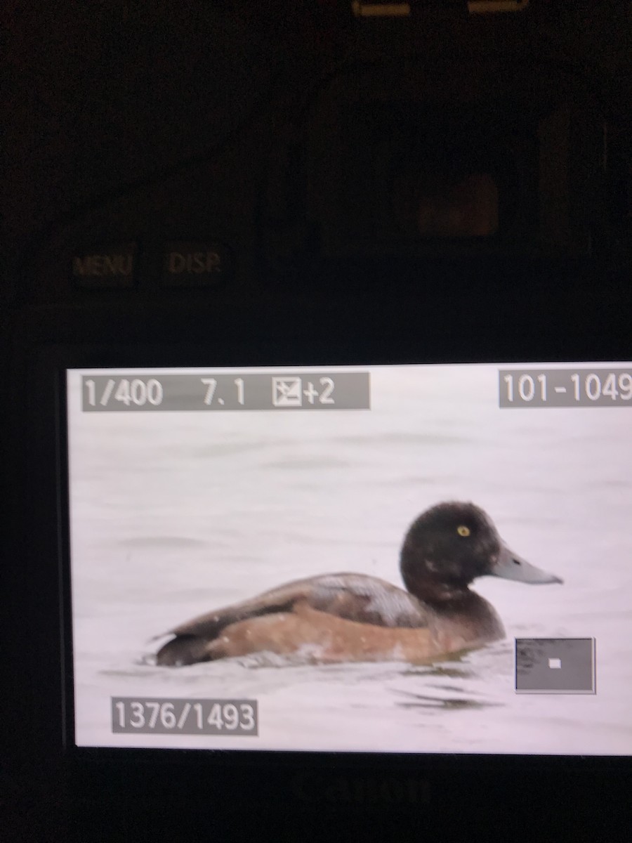 Greater Scaup - ML123542571