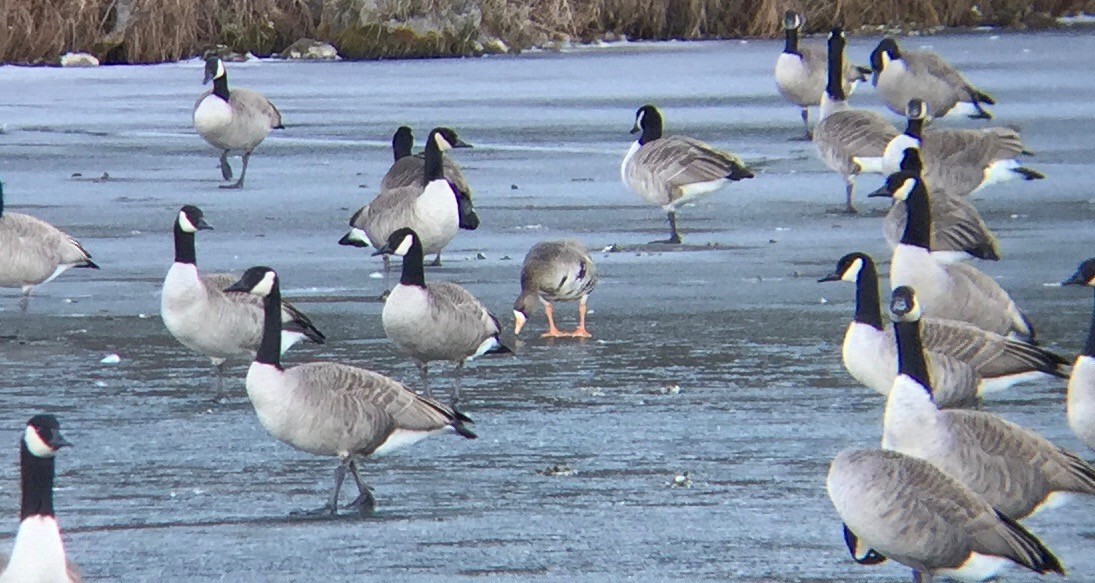 Greater White-fronted Goose - ML123542891