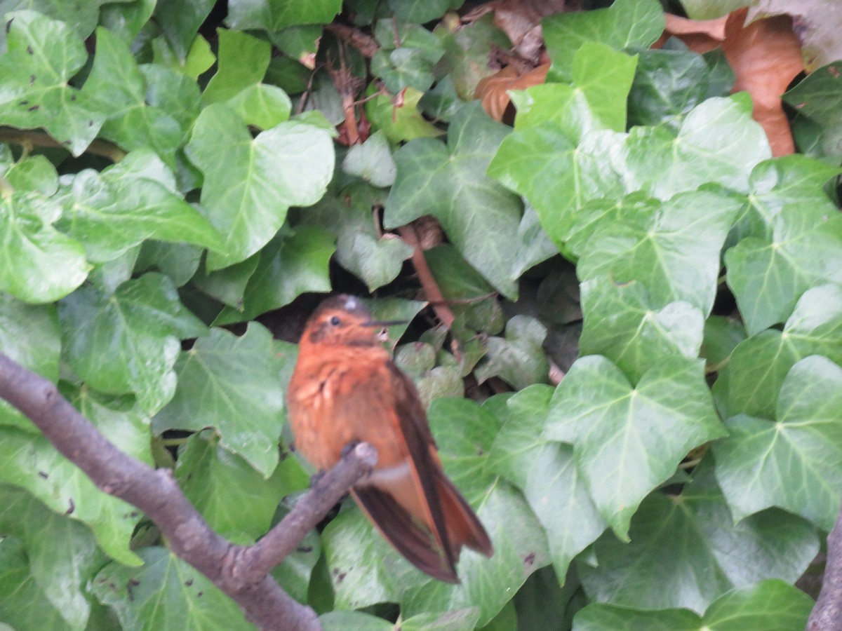 kolibřík duhovohřbetý - ML123547081