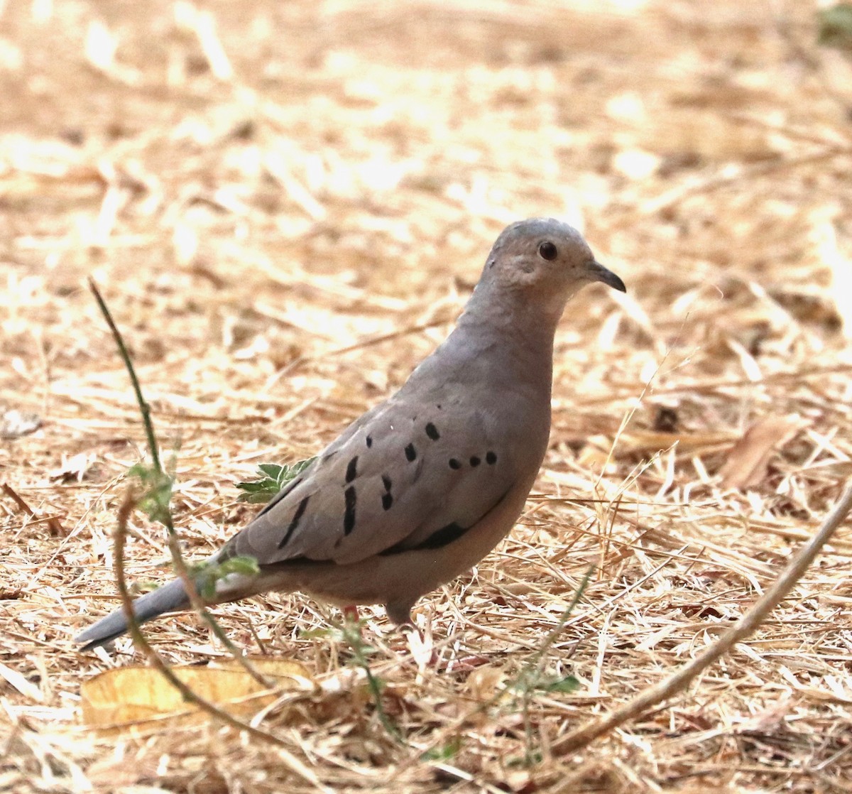 Ecuadorian Ground Dove - Karl Overman