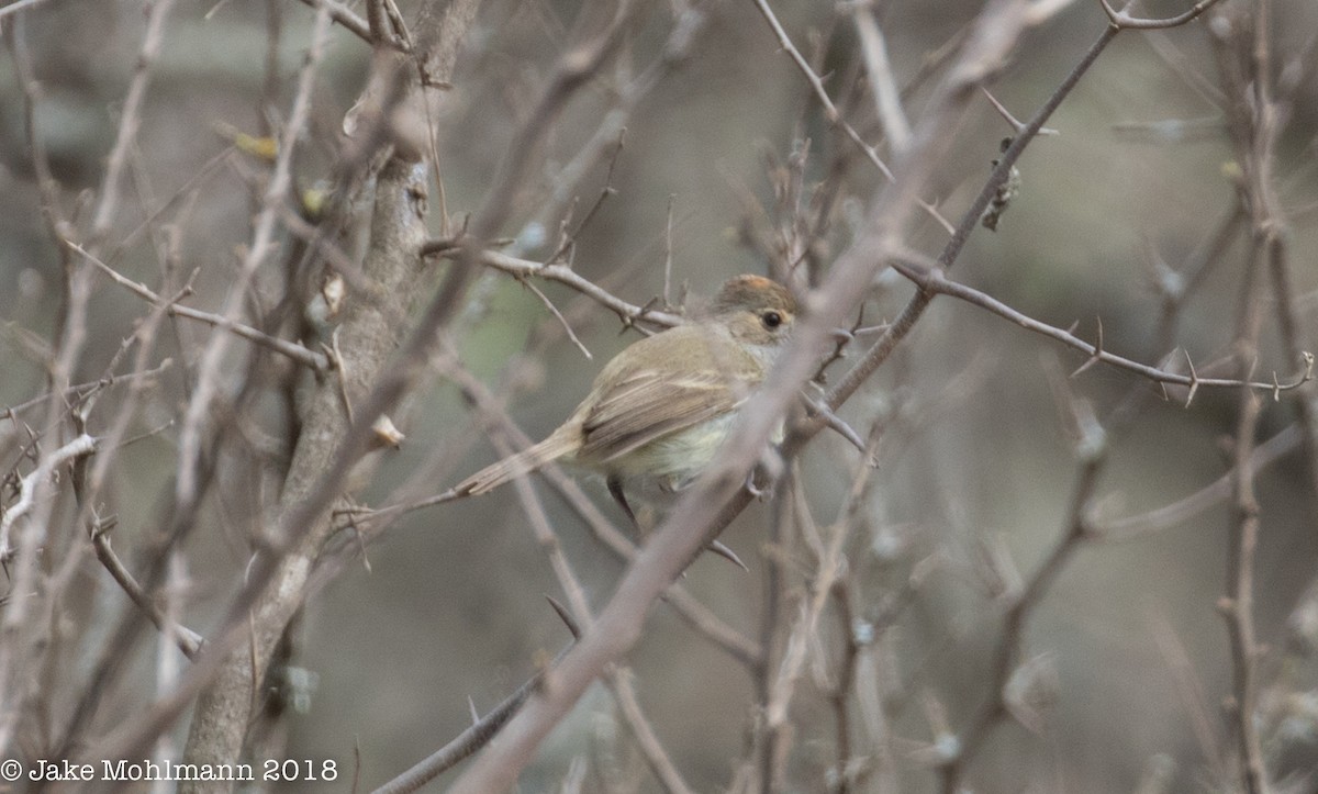 Fulvous-crowned Scrub-Tyrant - ML123551021