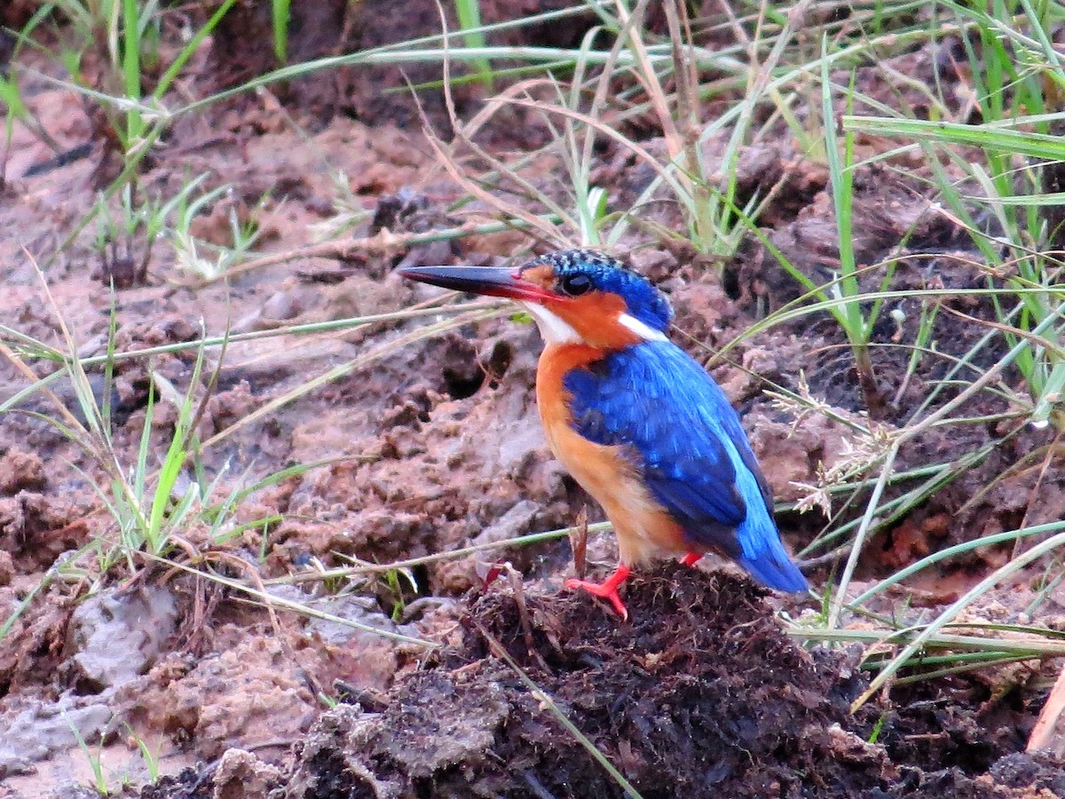 Malagasy Kingfisher - ML123551201