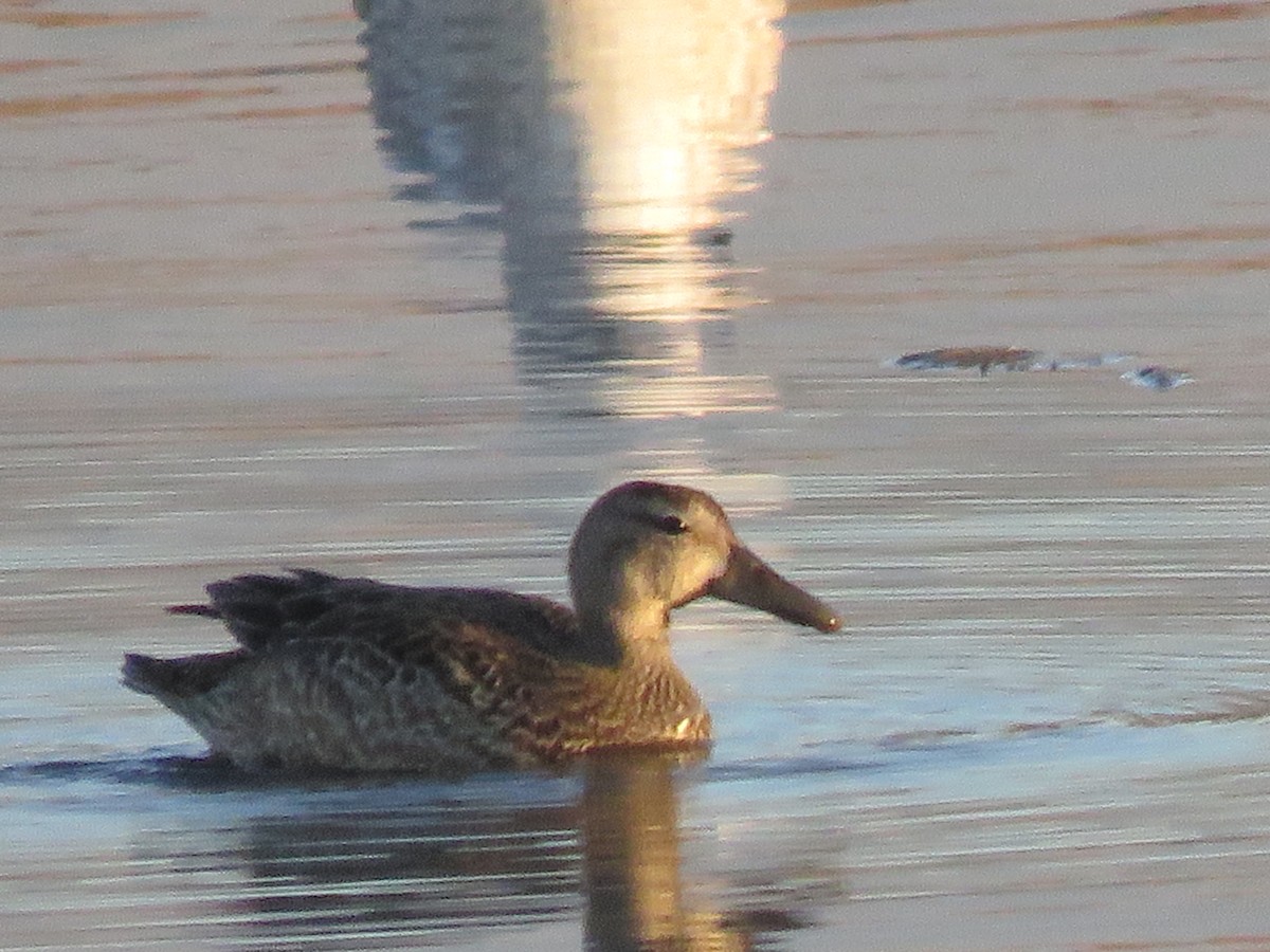 Blue-winged Teal - ML123552871