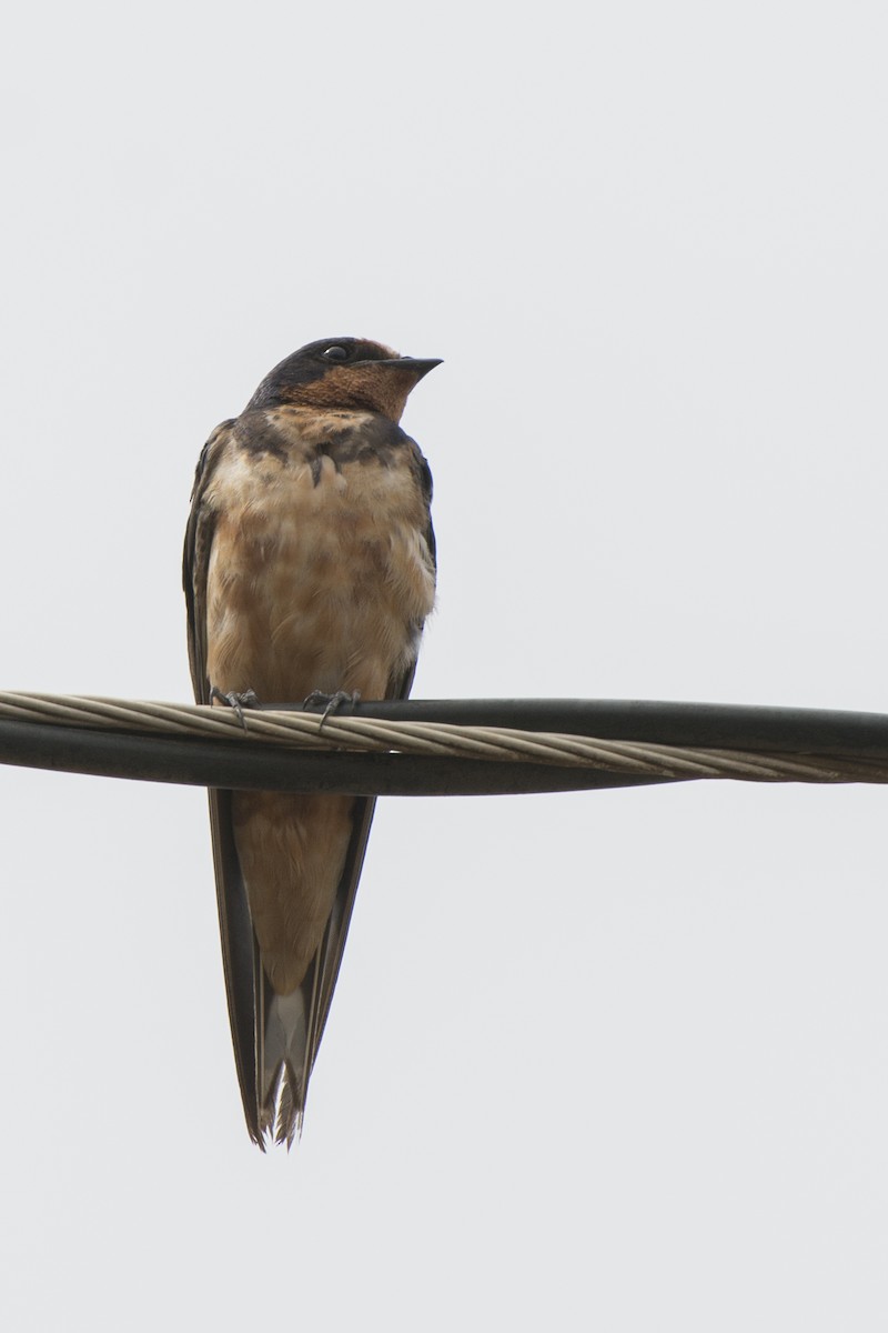 Barn Swallow - João Salvador
