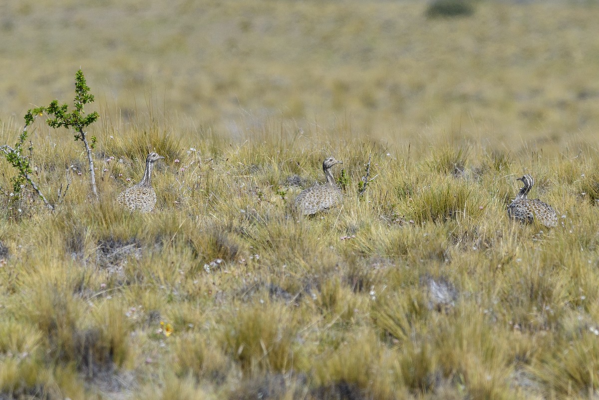Patagonian Tinamou - ML123554661