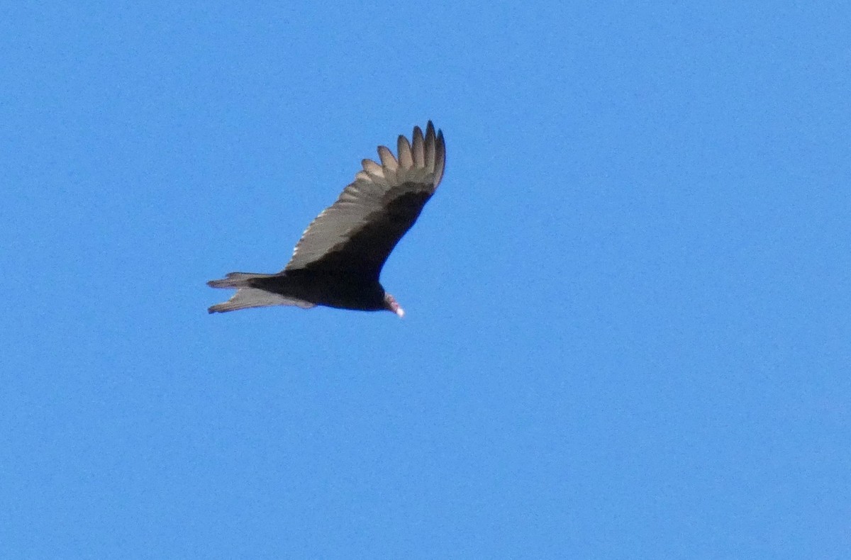 Turkey Vulture - ML123555801