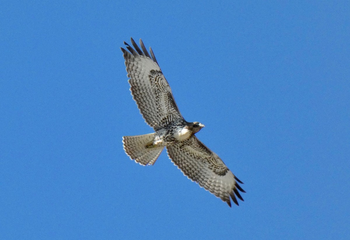 Red-tailed Hawk - ML123556421