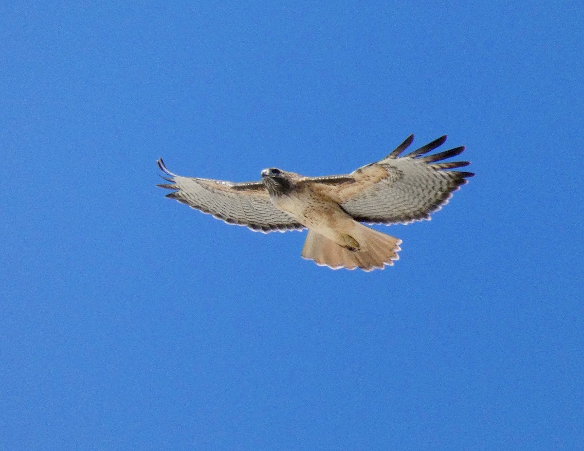Red-tailed Hawk - ML123556471