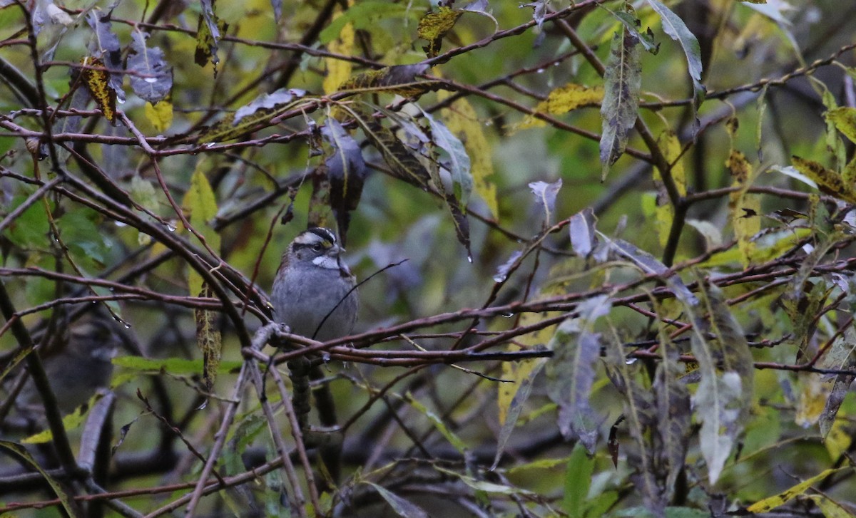 White-throated Sparrow - ML123557181