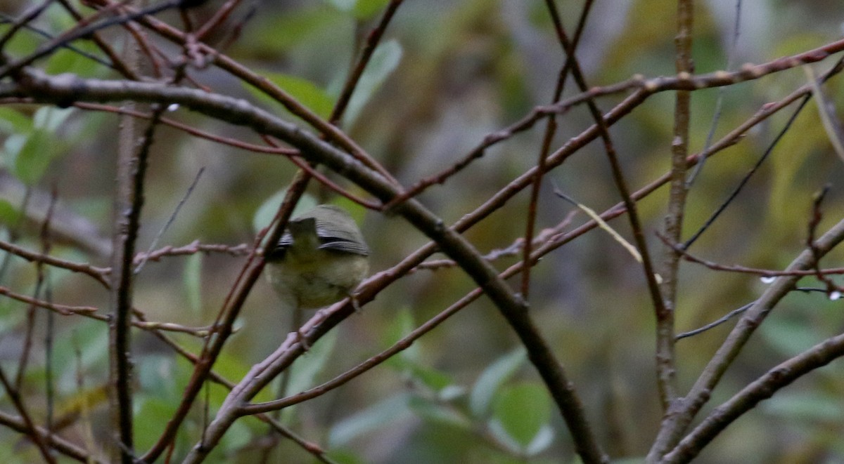 Orange-crowned Warbler (Gray-headed) - ML123557191