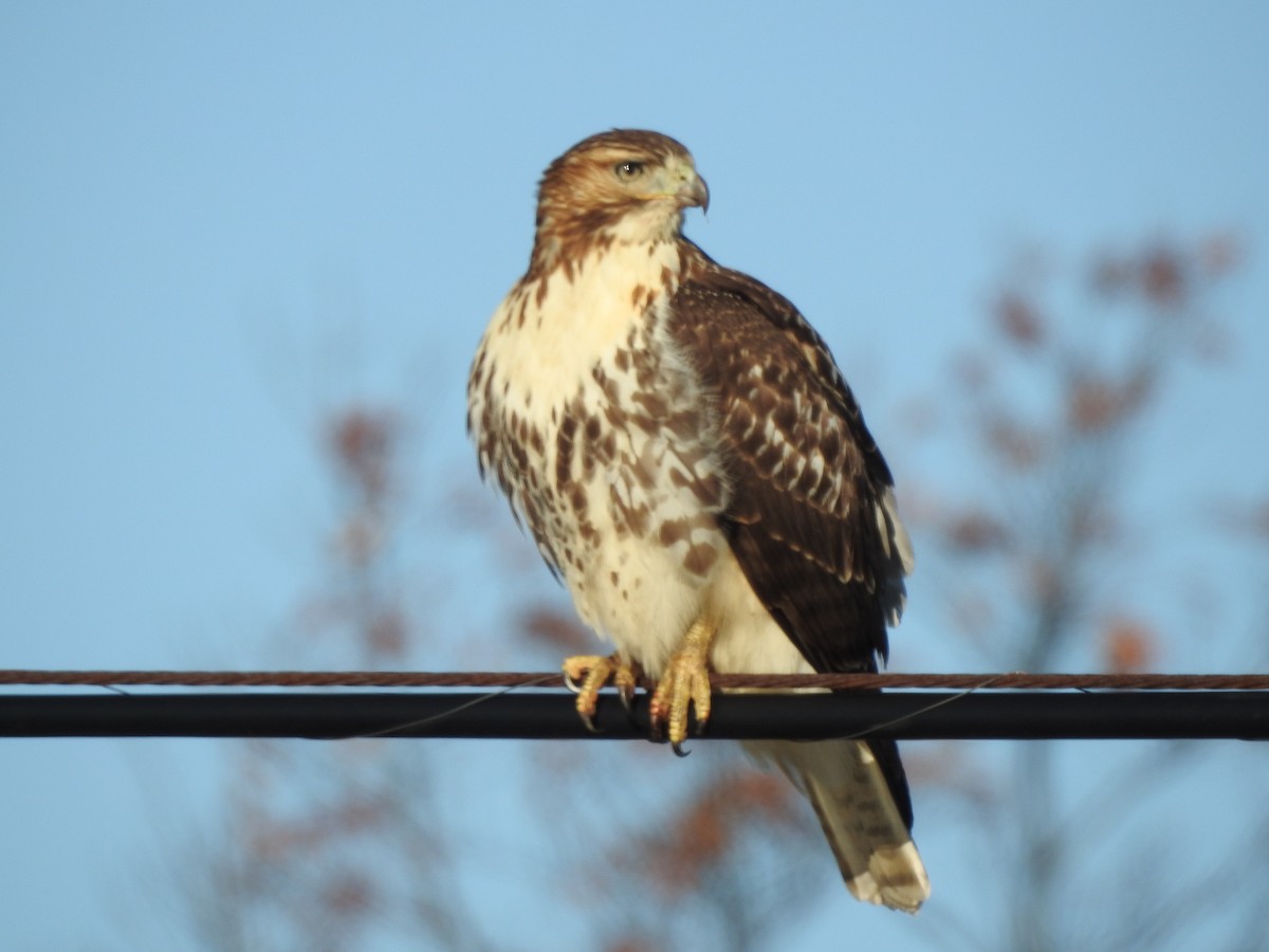 Red-tailed Hawk - Dave Milsom