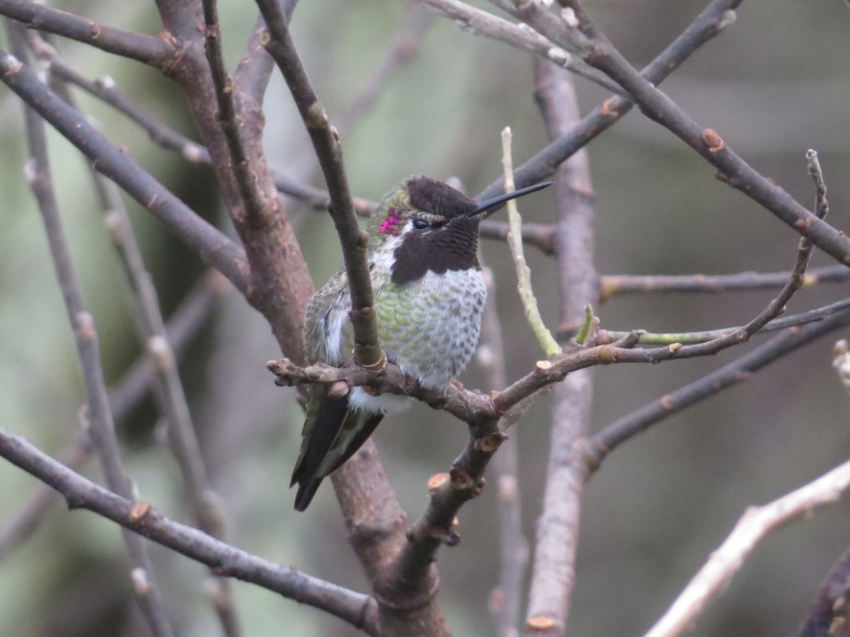 Anna's Hummingbird - ML123559971