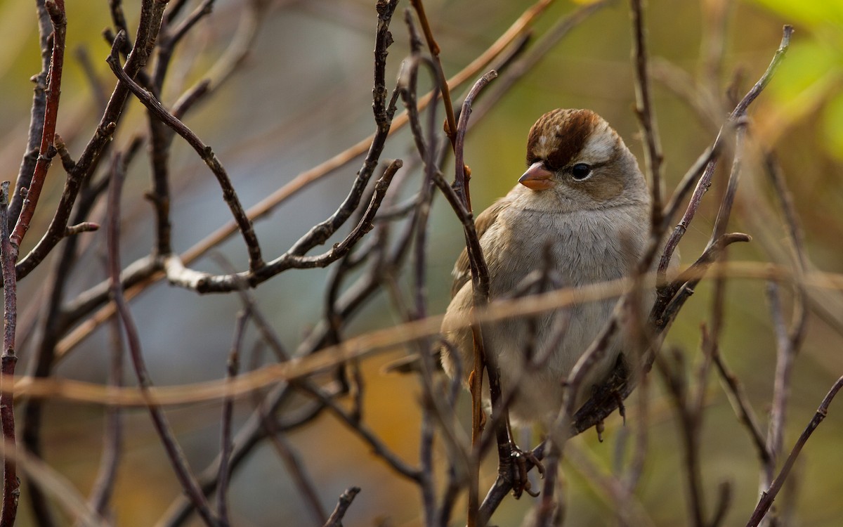 White-crowned Sparrow (leucophrys) - Fyn Kynd