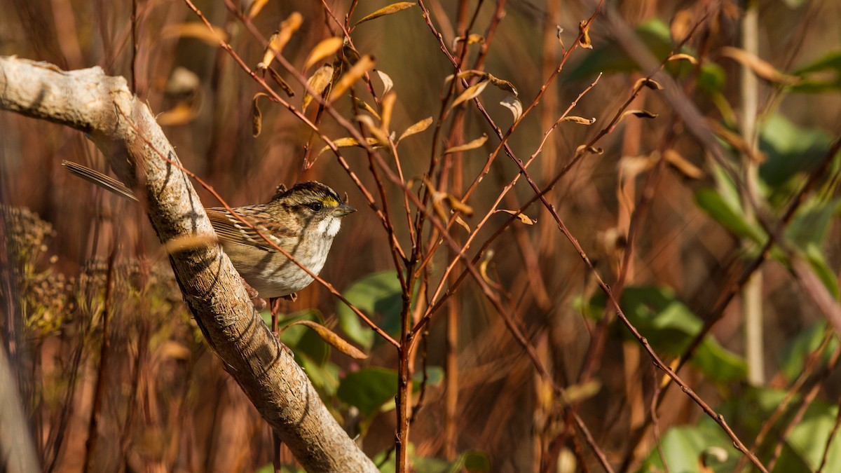 White-throated Sparrow - ML123560251
